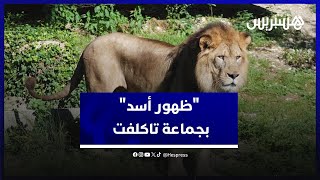 أنباء "ظهور أسد" تخلق الهلع والخوف في قلوب ساكنة تاكلفت بإقليم أزيلال thumbnail