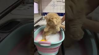 Cat Is Bathing In Bathtube