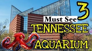 Must See and Do at the TENNESSEE AQUARIUM - Tour and Tips for visiting Chatanooga's Aquarium