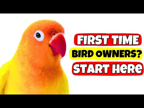 The Ultimate Guide for First-Time Bird Owners