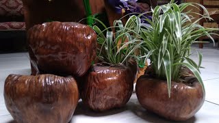 Unik dan Inspiratif! Pot Tanaman Hias Dari Limbah Kelapa Muda