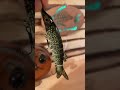 Video Thumbnail for NEW Fishing Lure Catches Huge Northern Pike