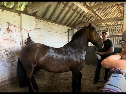 10 years of struggle with this Horse!!