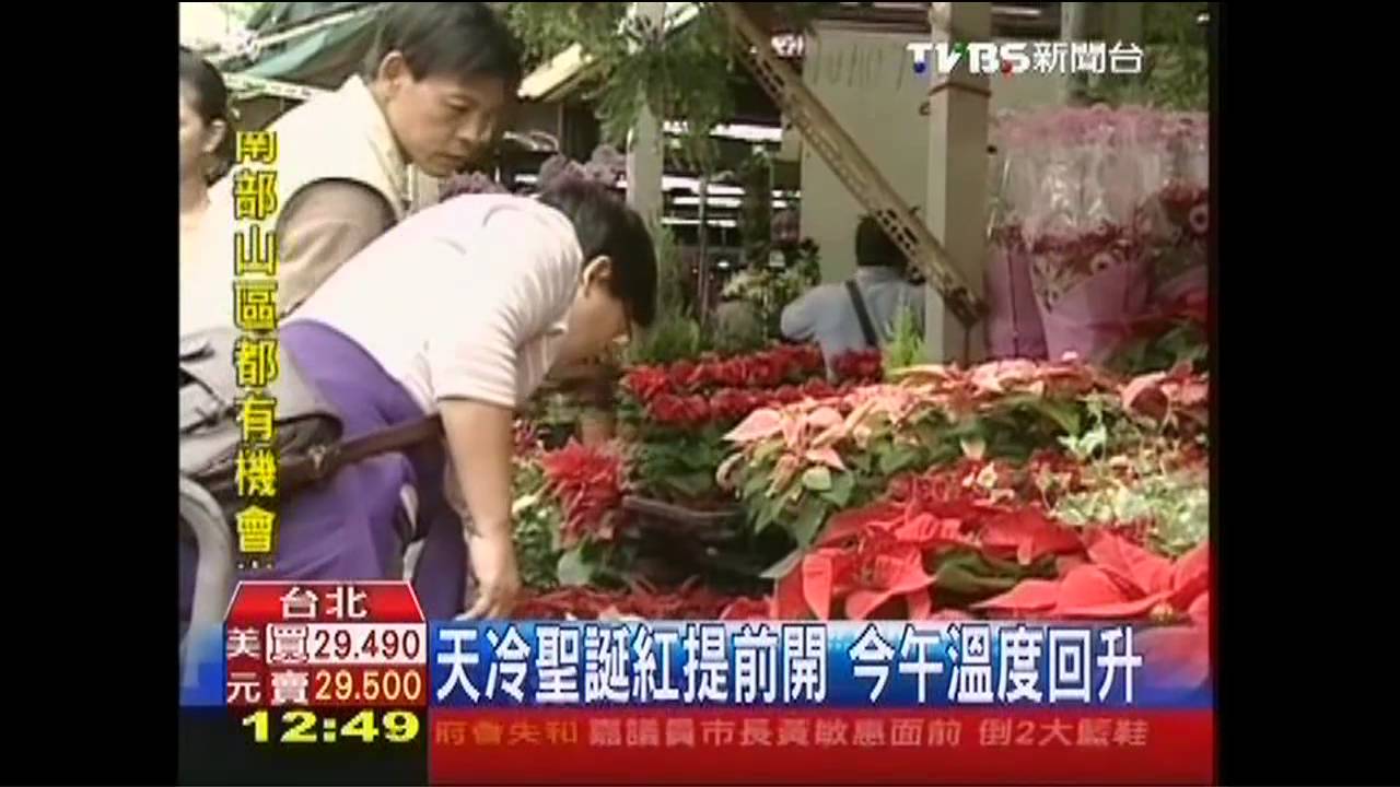 天冷聖誕紅提前開 今午溫度回升