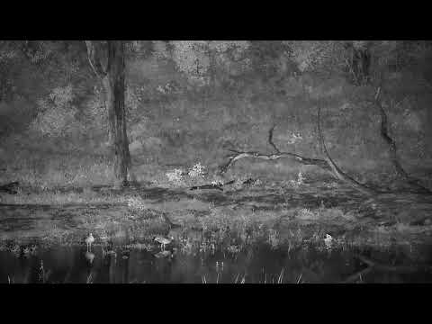Djuma: Egyptian Geese enjoying new water in shallow end from the rains - 00:17 - 05/24/2022