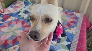 Video preview image #1 Chihuahua Puppy For Sale in Bandera, TX, USA
