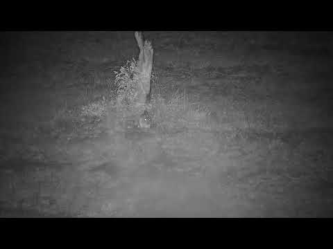 Djuma: Scrub Hare in the storm - 00:05 - 11/07/21