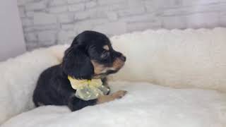 ハーフ犬の動画01