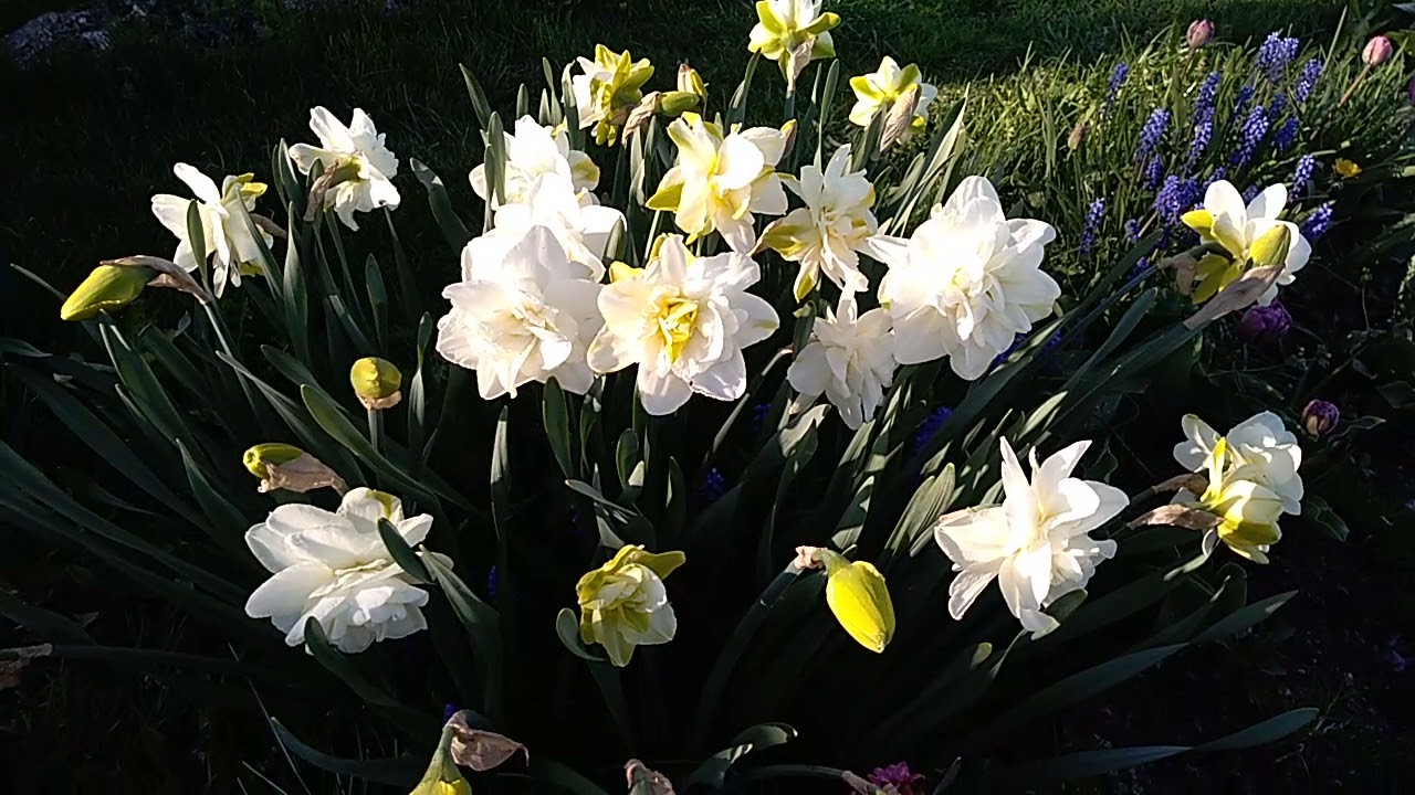 Нарцисс Обдам в вечернем свете