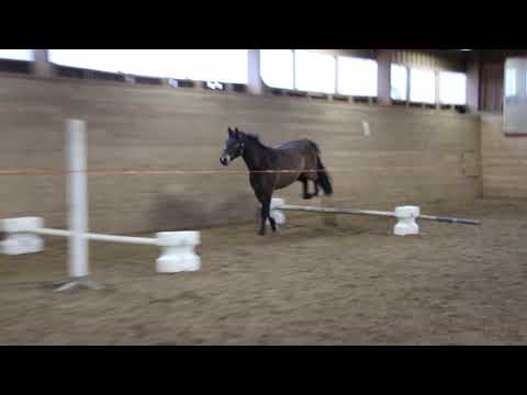 Moscatel löshoppar 5 mars 2021