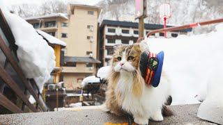 #58 リフレッシュだにゃ!「ふにゃ~り日和」
