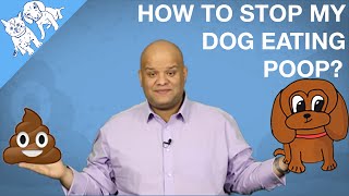 How To Stop My Dog Eating Cats Poop? Or His?