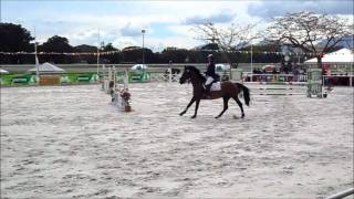 Showjumping 2-Phase Competition (110 - 115cm) 1st Place