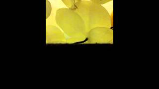 Those who are Christ's have crucified the flesh