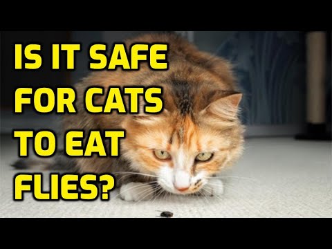 Can Cats Get Ill From Eating Flies?