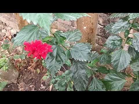 Joba maharani🌸🌸🌸