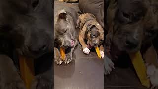 Video preview image #1 Mutt Puppy For Sale in Rockville, MD, USA