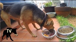 Download lagu Sasha dog kibble vs Real Food | Prey Model Raw Dog Food Mukbang mp3 Download lagu Sasha dog kibble vs Real Food | Prey Model Raw Dog Food Mukbang mp3
