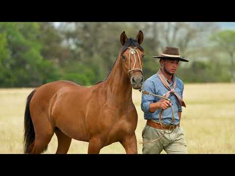 Lote 05 - Basca Iracema