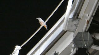 イソヒヨドリも熱烈鯉党（？）