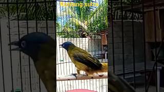 Download lagu kutilang sutra mp3 Download lagu kutilang sutra mp3