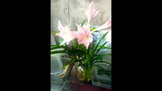 Download lagu JANDA BOLONG  TERMAHAL    SUDAH BERBUNGA  VIRALLLLL BROOO mp3