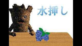 【雑談】色々調べてみたのでブルーベリー増やしてみるよ