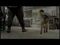 Movie Trailer - Finding Rin Tin Tin (2007)