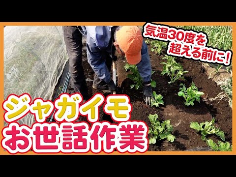 園芸 月に合わせてジャガイモを育てる