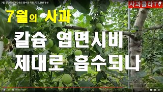 7월, 엽면시비와 칼슘의 흡수와 이동 /탄저.갈반 발생