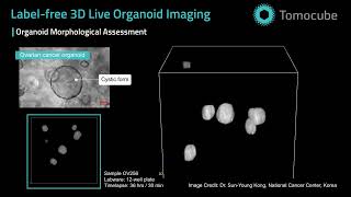 Organoid Morphological Assessment