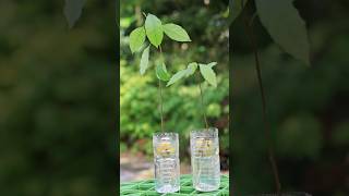 2026、今年のアボカド水耕栽培 8月30日 #garden #nature #園芸