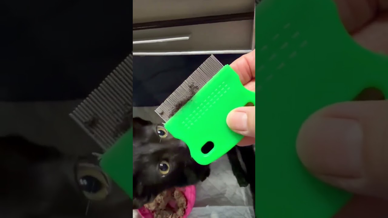 Birons video