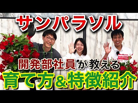 ディプラデニアに水をやる方法は？冬でもメンテナンスはどのくらい必要ですか？  庭園