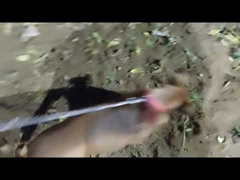 Kombai kabilan  vs  normal dog