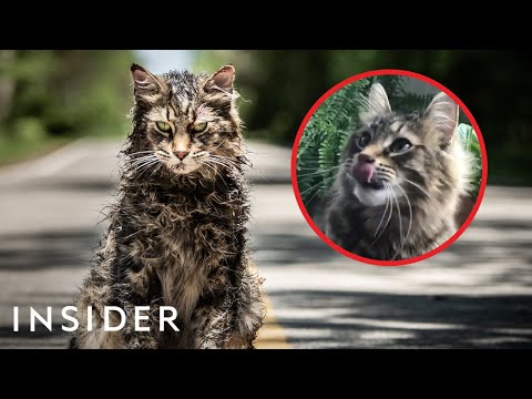 How Cats Are Trained For TV And Movies | Movies Insider Video