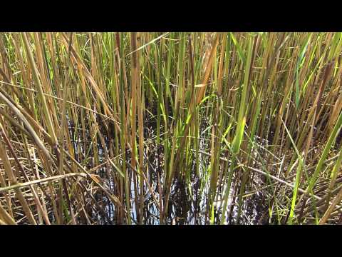 Karpfenangeln 136 Videotagebuch MLotz