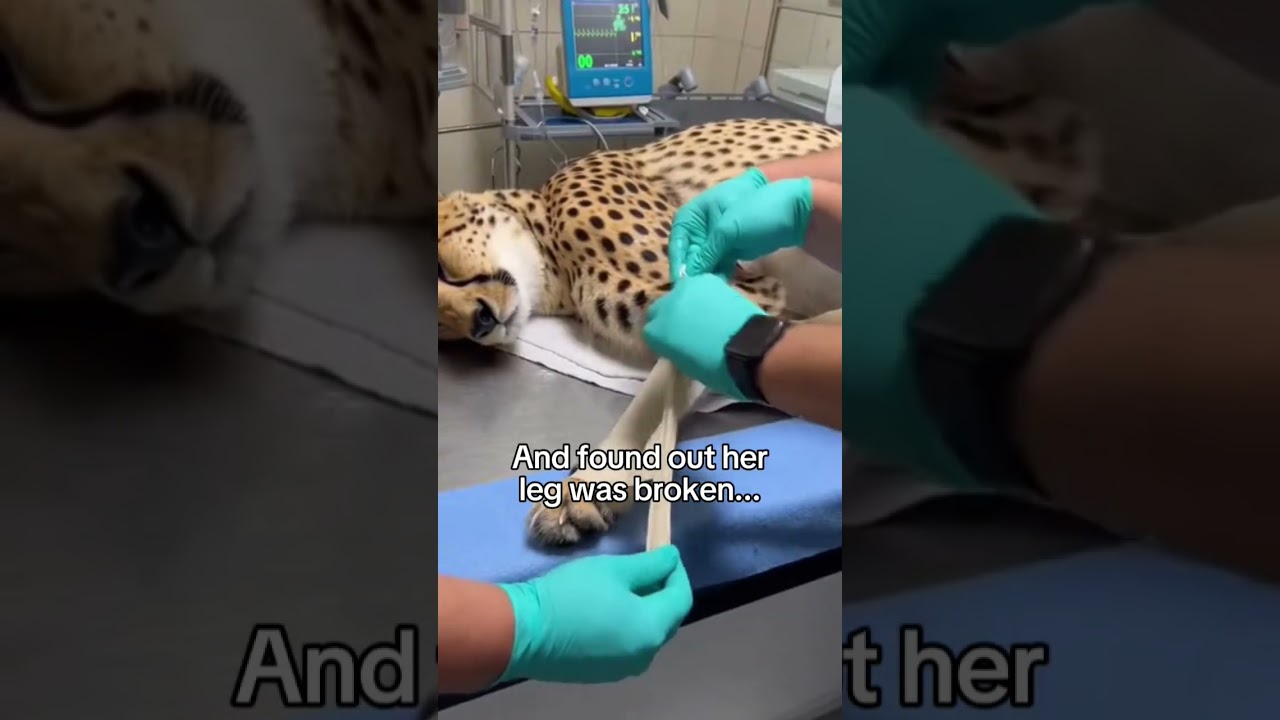 A cheetah came to us asking something and then... #cheetah #rescue