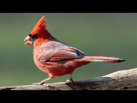 WHAT DOES THE SPIRITUAL MEANING WHEN A CARDINAL BIRD CROSSES YOUR PATH ?