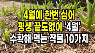 4월 한번 심어 평생 끝도없이 '4월에' 수확해 먹는 작물 10가지