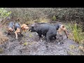 Hunting FERAL HOGS with Dogs! - Wild Boar Drives