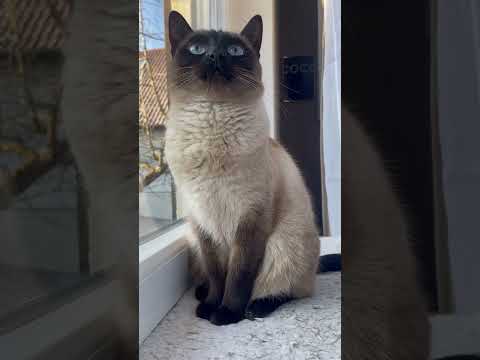 Die Feiertage an Weihnachten 🧑‍🎄 #cat #katzenliebe #cats #katze #schorts #viralshorts