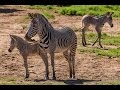 Two Grevy S Zebra Births Add To Endangered Population