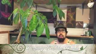 Repotting my umbrella tree