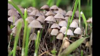 Moby - If Things Were Perfect (PETS Remix)