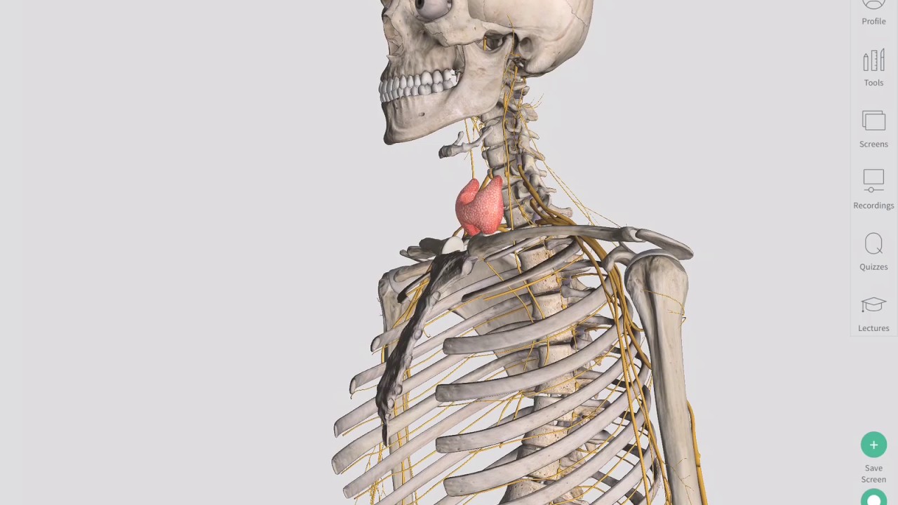 The Thyroid Gland | Complete Anatomy - YouTube