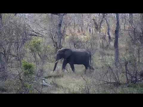 Djuma: Two Elephants in tree line feeding - 11:14 - 09/11/20