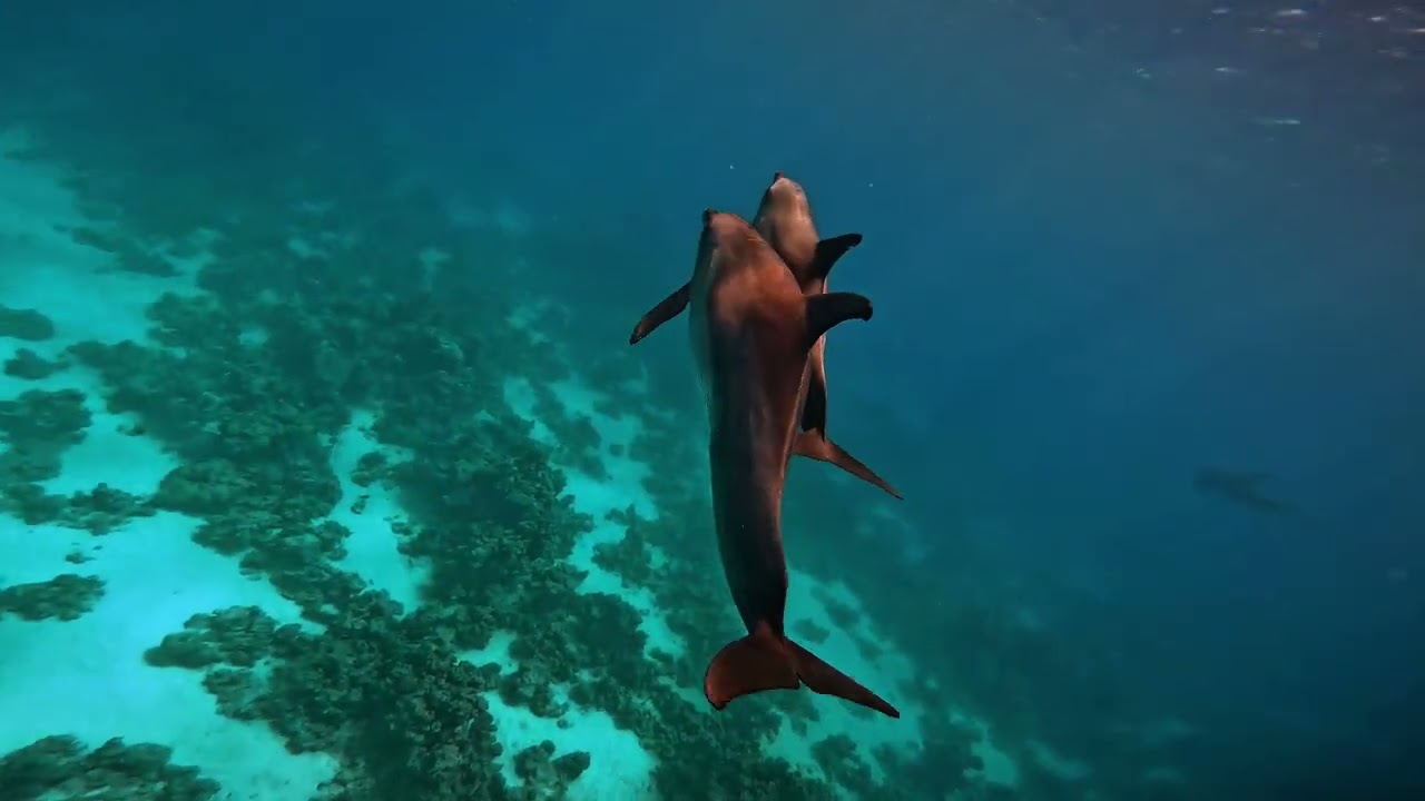 join us to The Dolphin House Trip