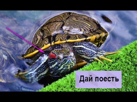 КАК КОРМИТЬ КРАСНОУХИХ ЧЕРЕПАХ//ГОЛОДНЫЕ ЧЕРЕПАХИ//