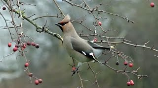 preview picture of video 'Waxwing - Day 6 - 2015-03 - tewbirds @ Corby'